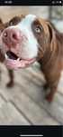Oddam w dobre rece pitbull red nose 4 lat
