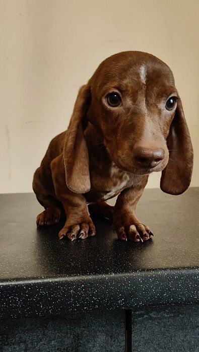 Цуценята мініатюрної такси з родовідом