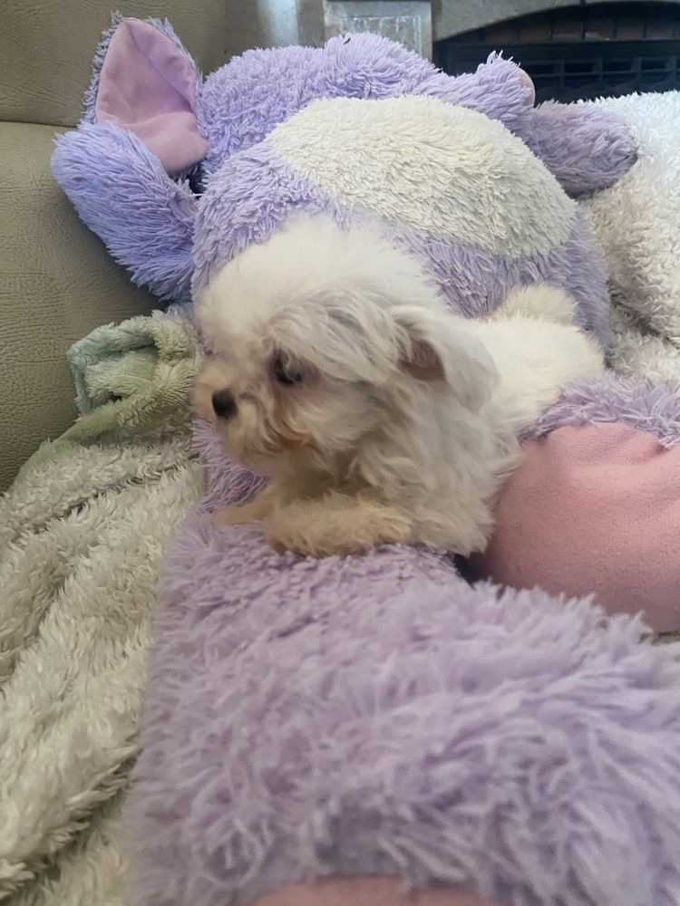 Bichon maltes femea mini