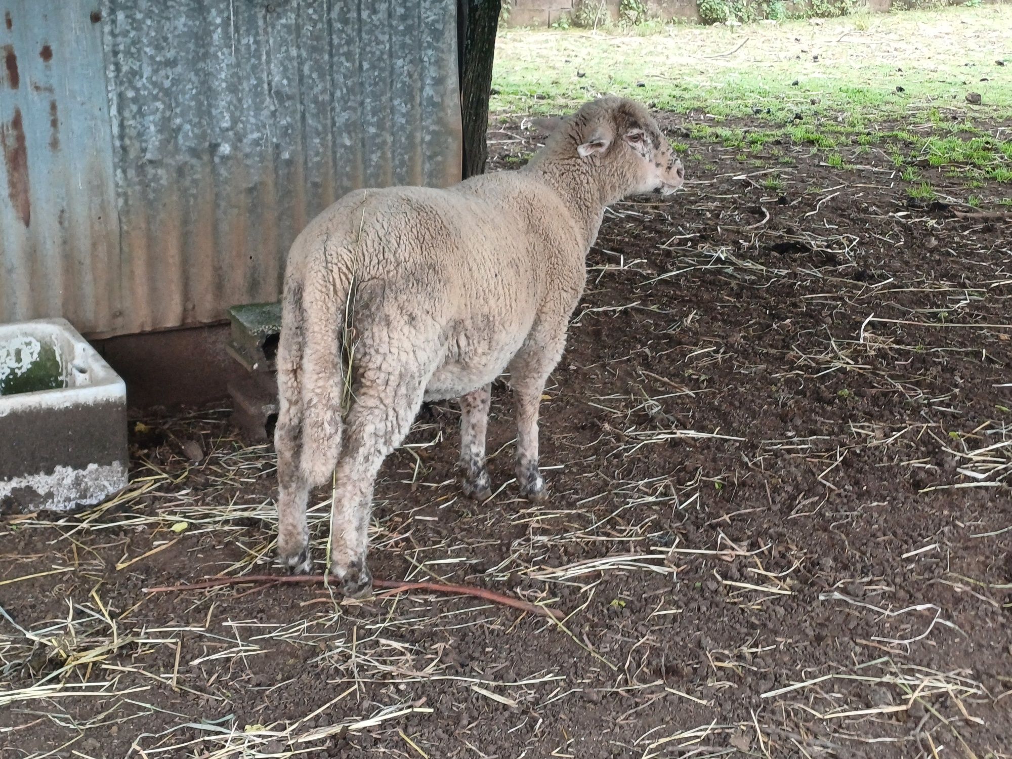 Vendo borrego cruzado suffolk