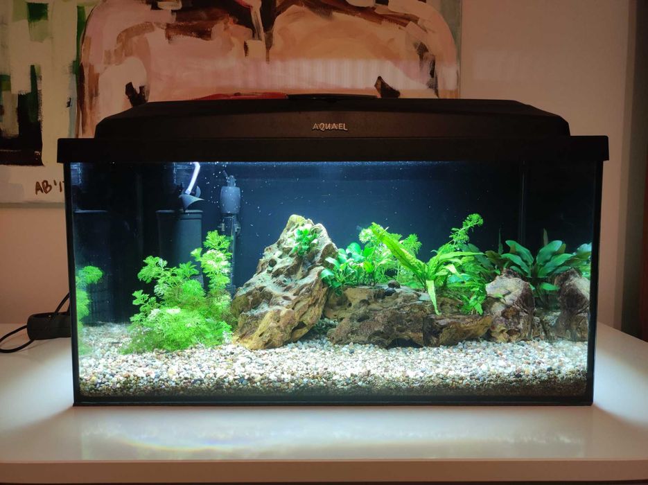 Akwarium z wyposażeniem — oświetlenie filtr grzałka dekoracje rośliny