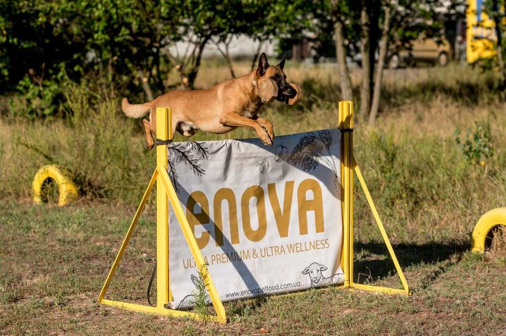 Дресирування собак. Кінолог. Київ, Троєщина