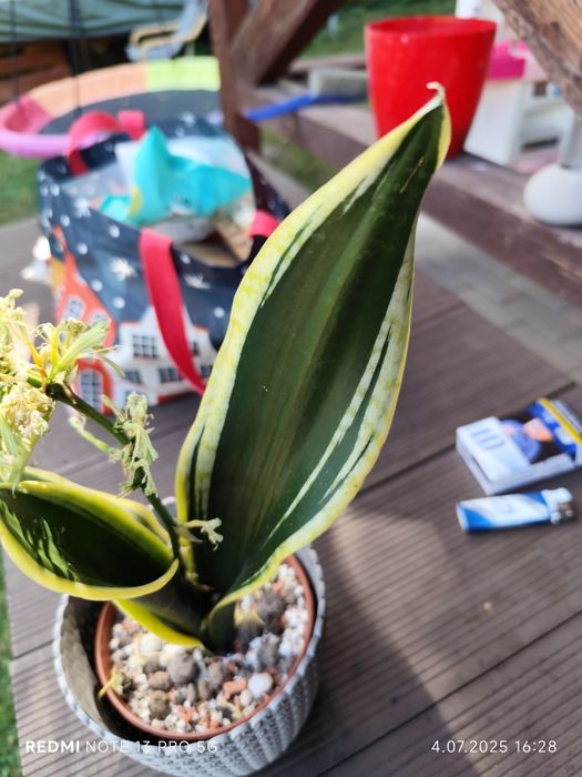 Sansevieria sheri