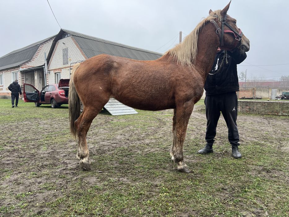 Продам рабочую лошадь