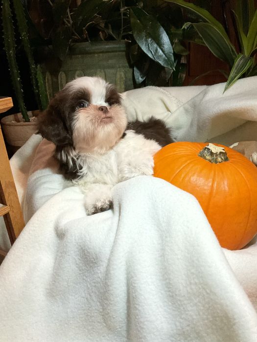 Shih - tzu Salonowe Pieski Czekoladowe