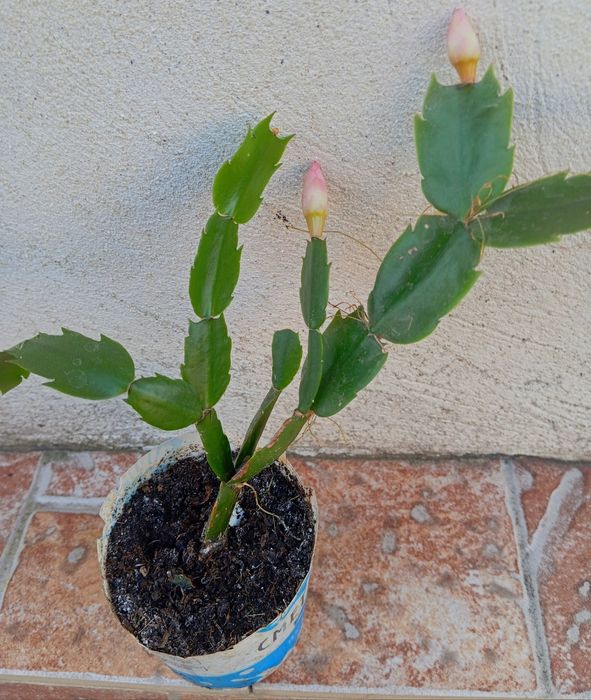 Вазон кімнатний різдв'яник