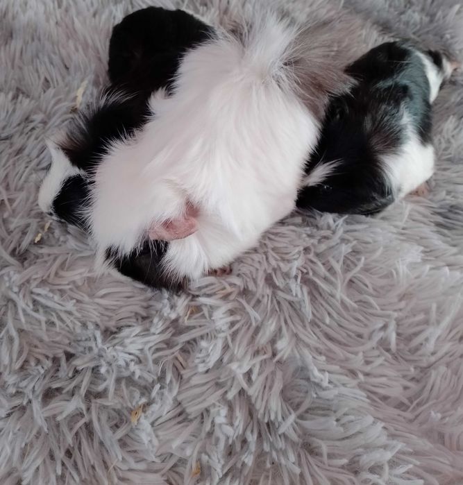 Sprzedam Świnki morskie