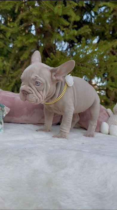 Buldog Francuski dziewczynka New shade Isabella