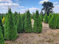Tuja Szmaragd! 160,180,200,220 cm! Tuje! Thuja! Smaragd! Dowóz!