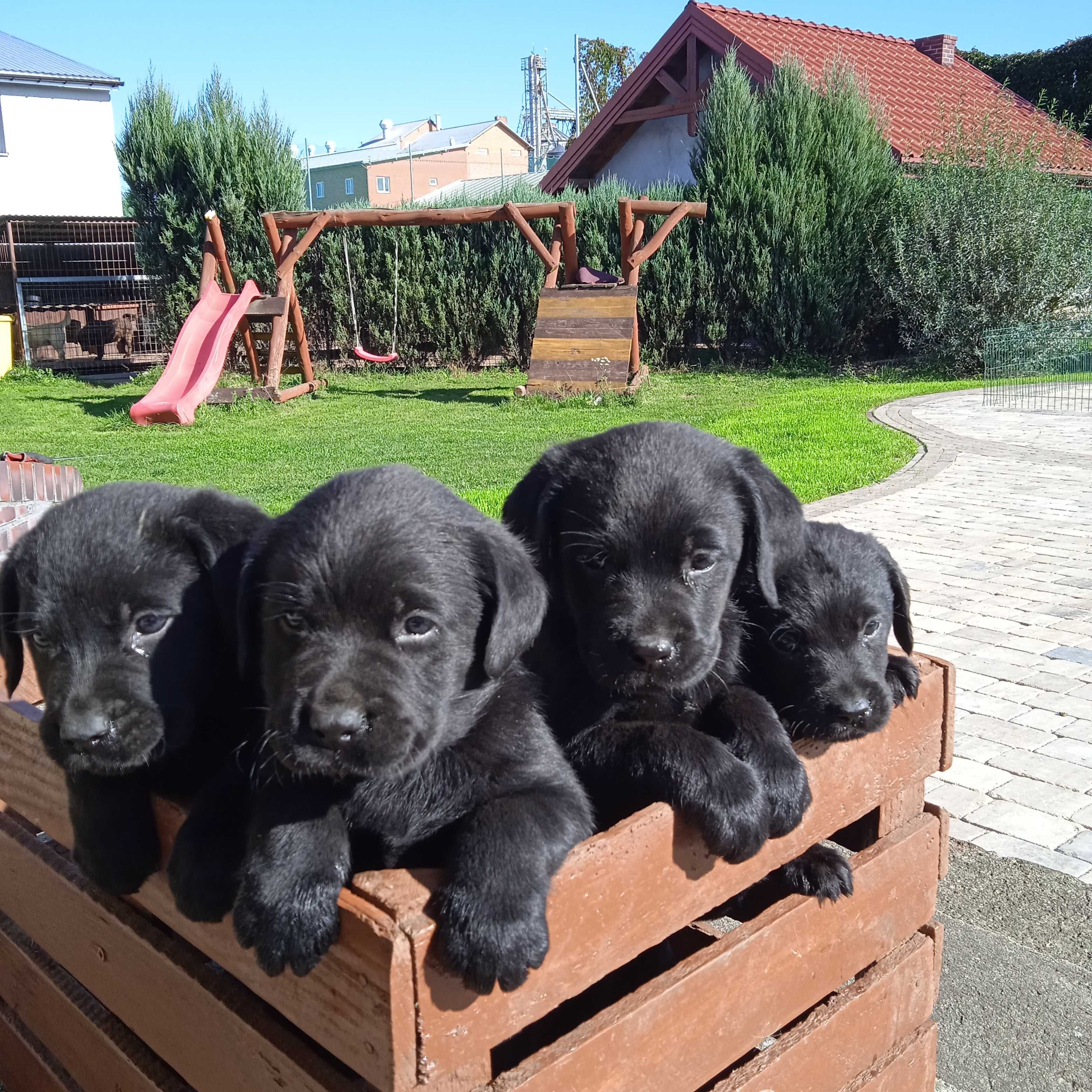 Labrador retriever