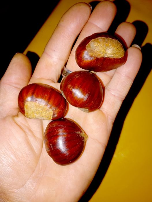 Castanha 1,00€ excelente qualidade