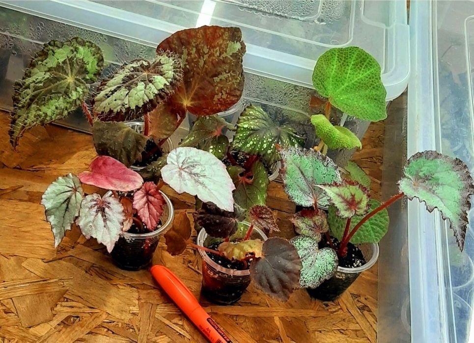 Набір бегоній 6 шт+2 подарунки 270 гр.