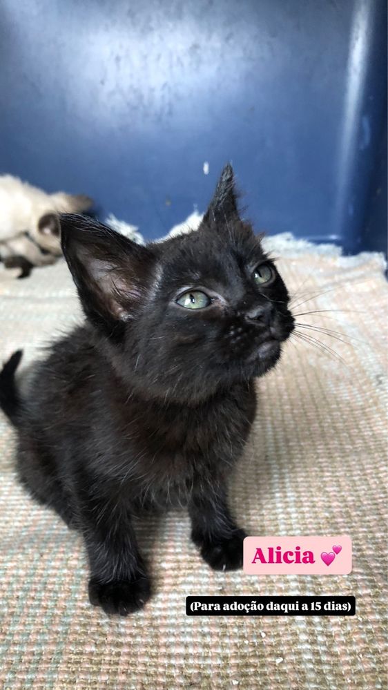 Gatos para adocão
