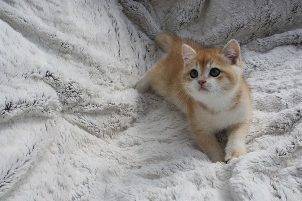 Британська шиншила британский короткошерстный Ny12 кот котенок