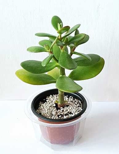 grubosz jajowaty CRASSULA OVATA