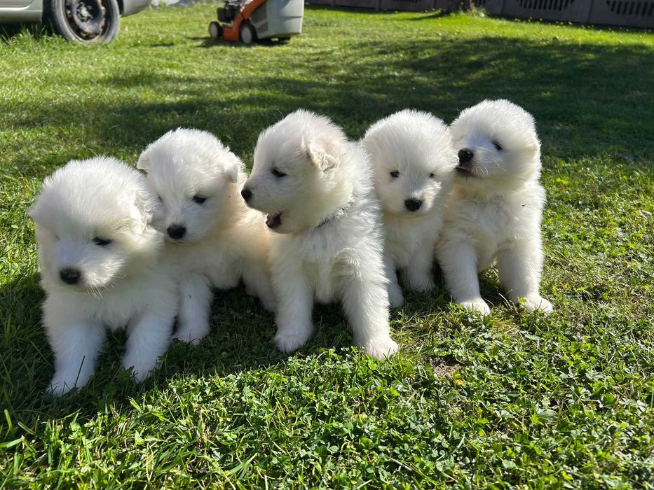 Samoyed – suczka z hodowli "Biała Łapka"