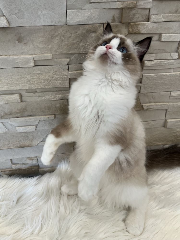 Kotka Ragdoll , rodowod FPL