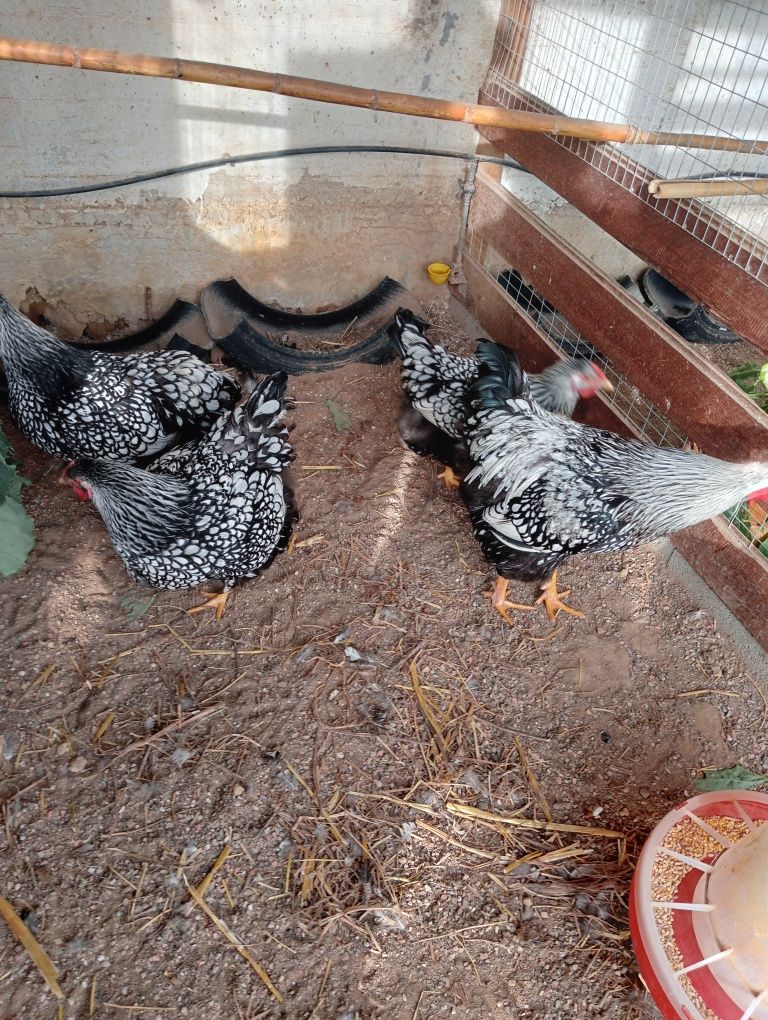Ovos galados de wyandote prata