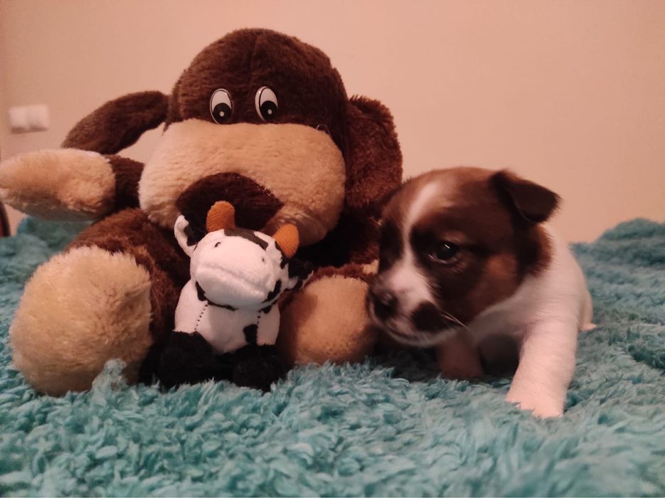 Jack Russell Terrier - Femea LOP