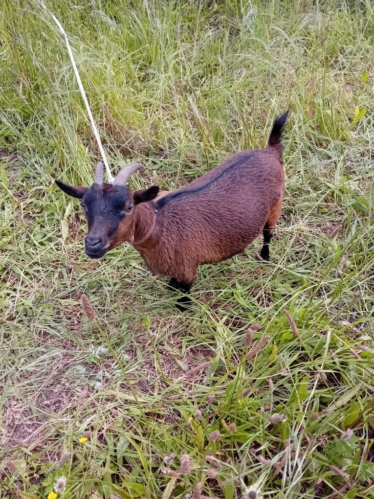 Vendo cabras anãs.