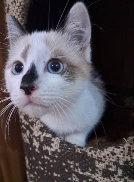 Красуня кішечка кошеня