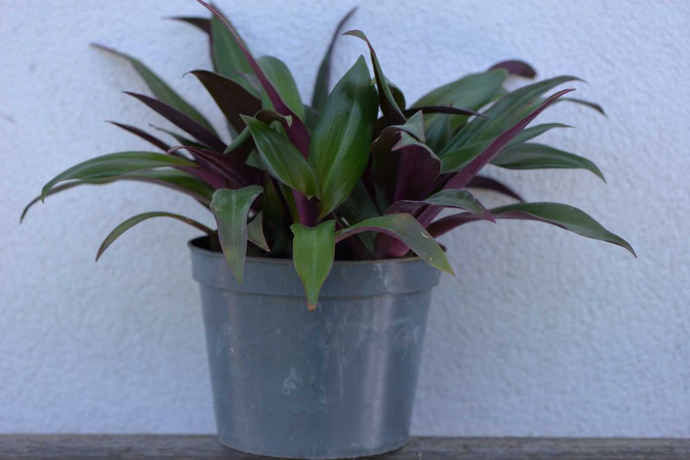 Традесканція покривальчаста, Рео (Tradescantia spathacea compacta)