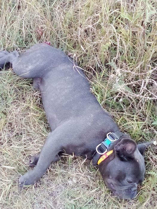 Французький бульдог в'язка