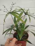 Papirus cyperus średni