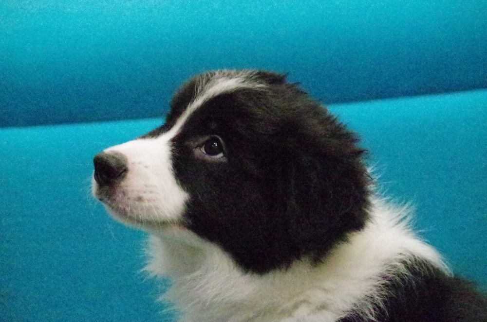 Border Collie FCI