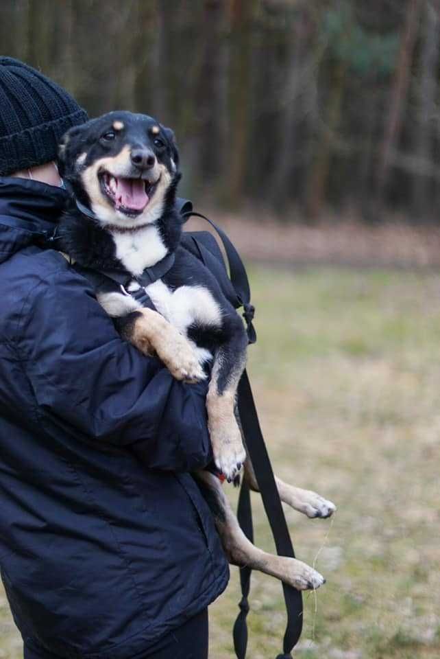 Wyprowadzili się, a ja zostałem pod klatką.. Cudny Agrest szuka domu!