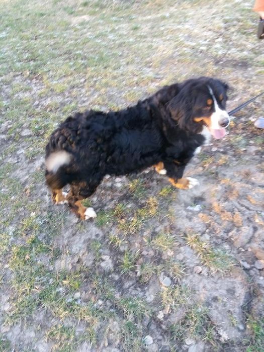 Berneński pies pasterski berneńskie z metryką i czipem