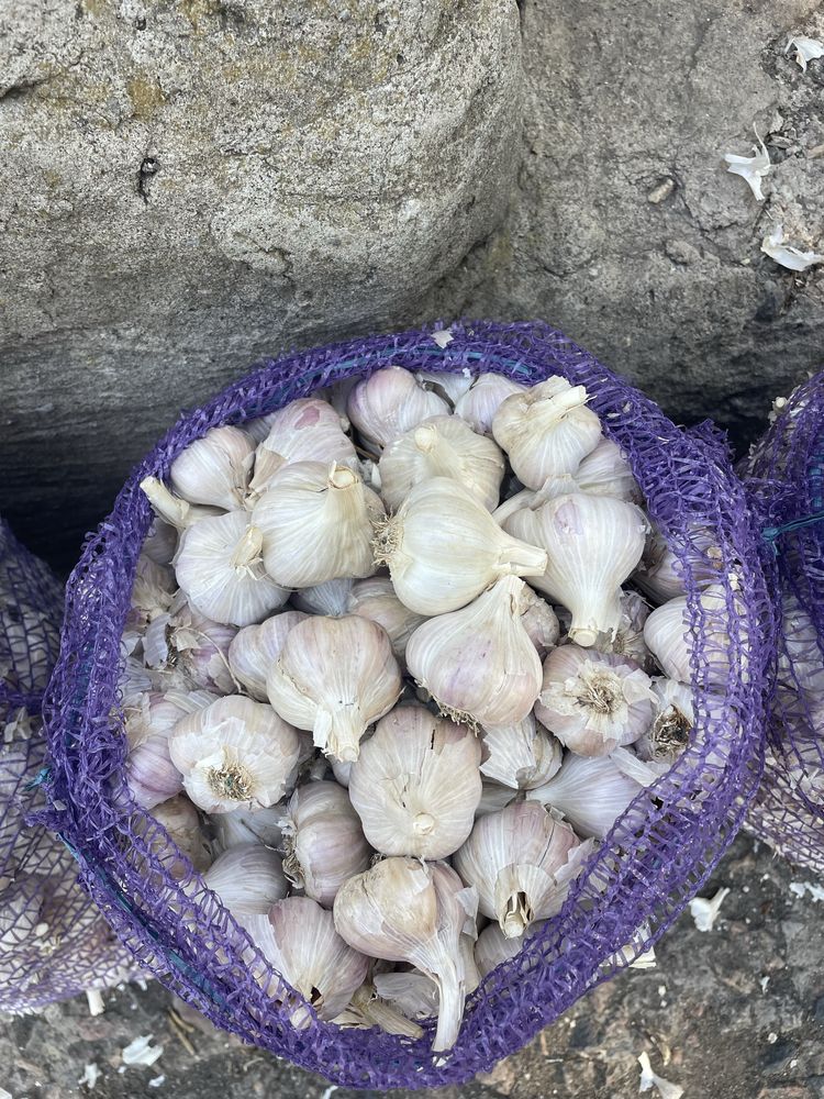 Продам Чеснок Любаша оптом