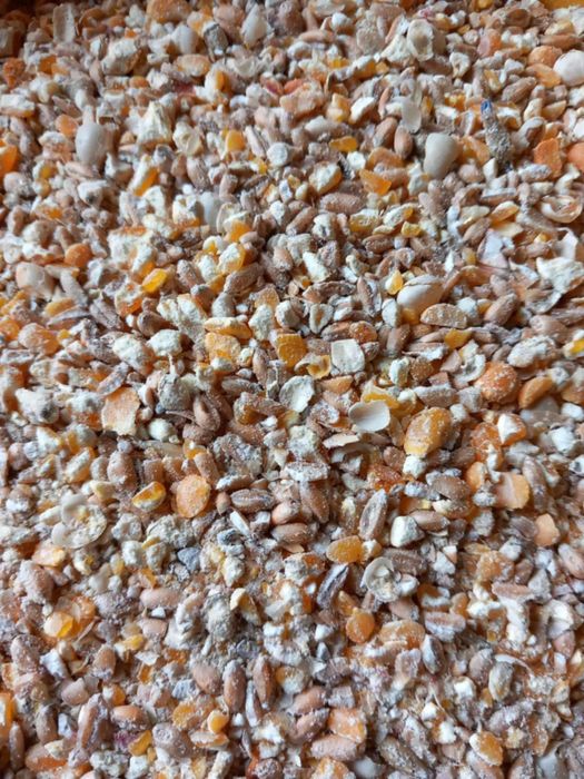 Pasza dla drobiu PREMIUM (Plock)