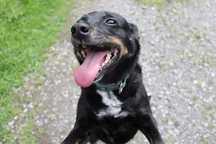 Sami, do adopcji!