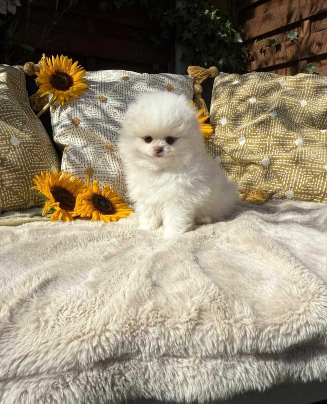 Szpic Miniaturowy Biały Pomeranian