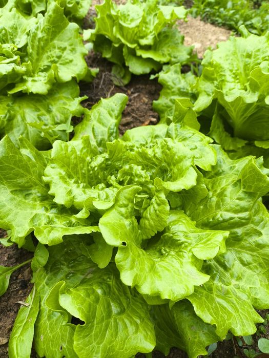 Alfaces verdes e roxas