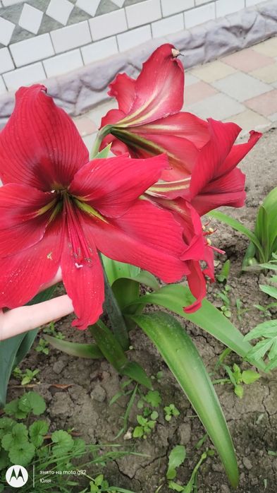 Гарна квітка Амариліс