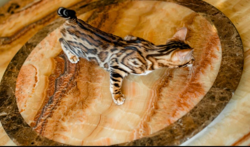 Бенгальське кошеня дівчинка