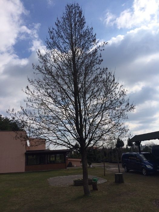 Orzech Laskowy Leszczyna Turecka 300cm 'Corylus Colurna'