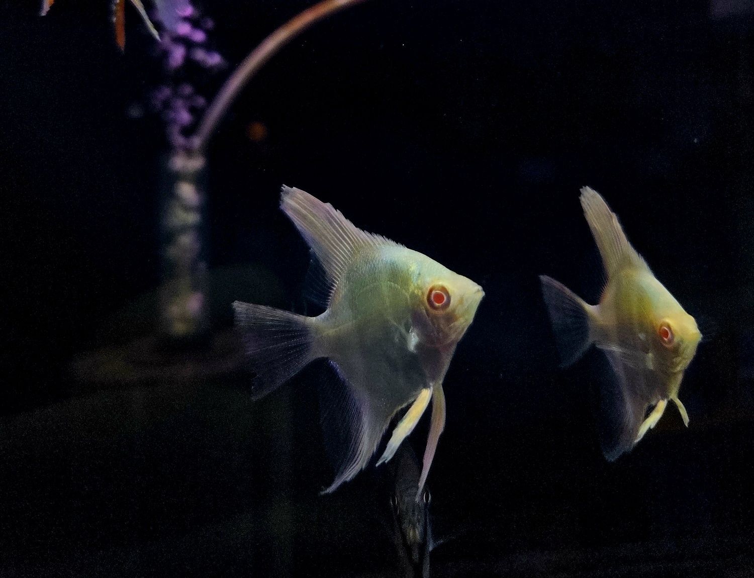 Skalar manacapuru albino
