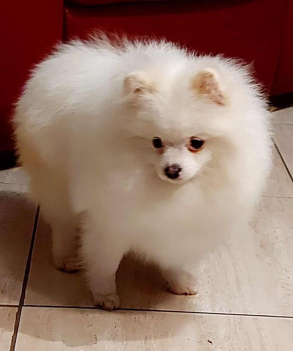 Pomeranian szpic miniaturowy ZkwP FCI