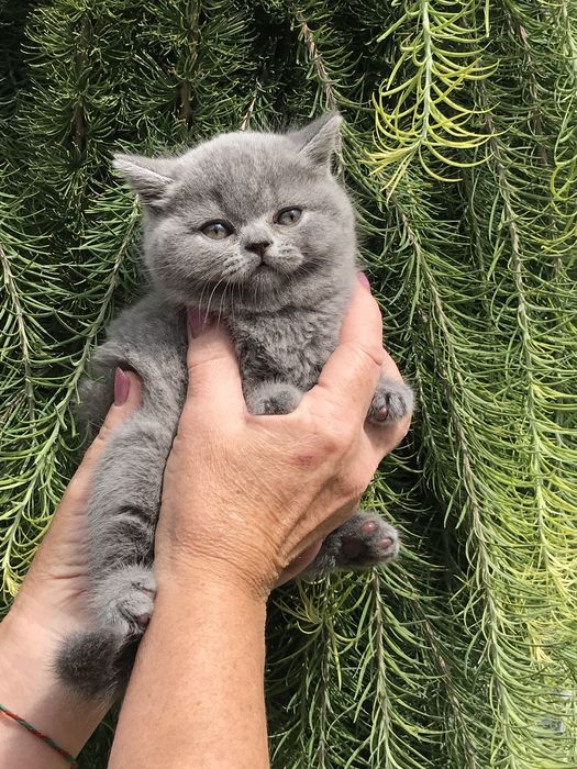 Шикарний кіт на вязку !