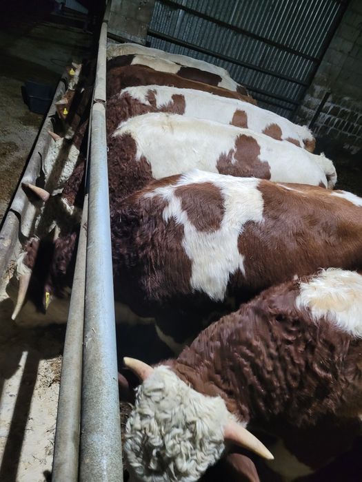 Sprzedam bydło mięsne