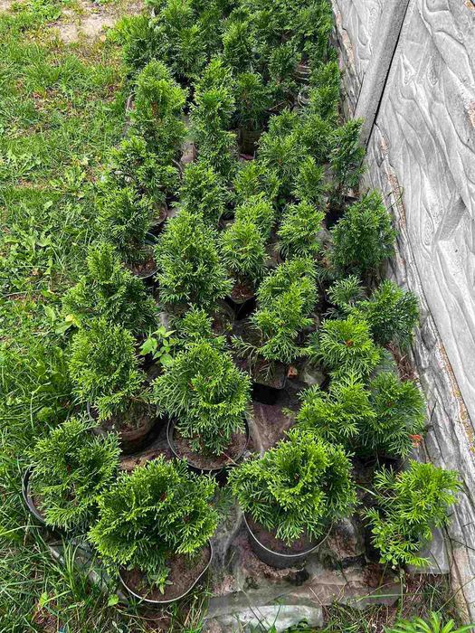 Краса для вас менших   .