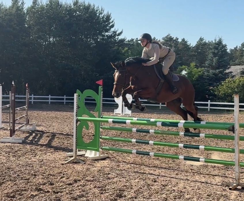 Oldenbusra klacz z bardzo dobrym rodowodem