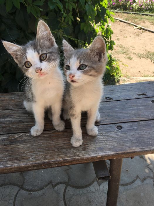 Кошенята шукають хорошу родину