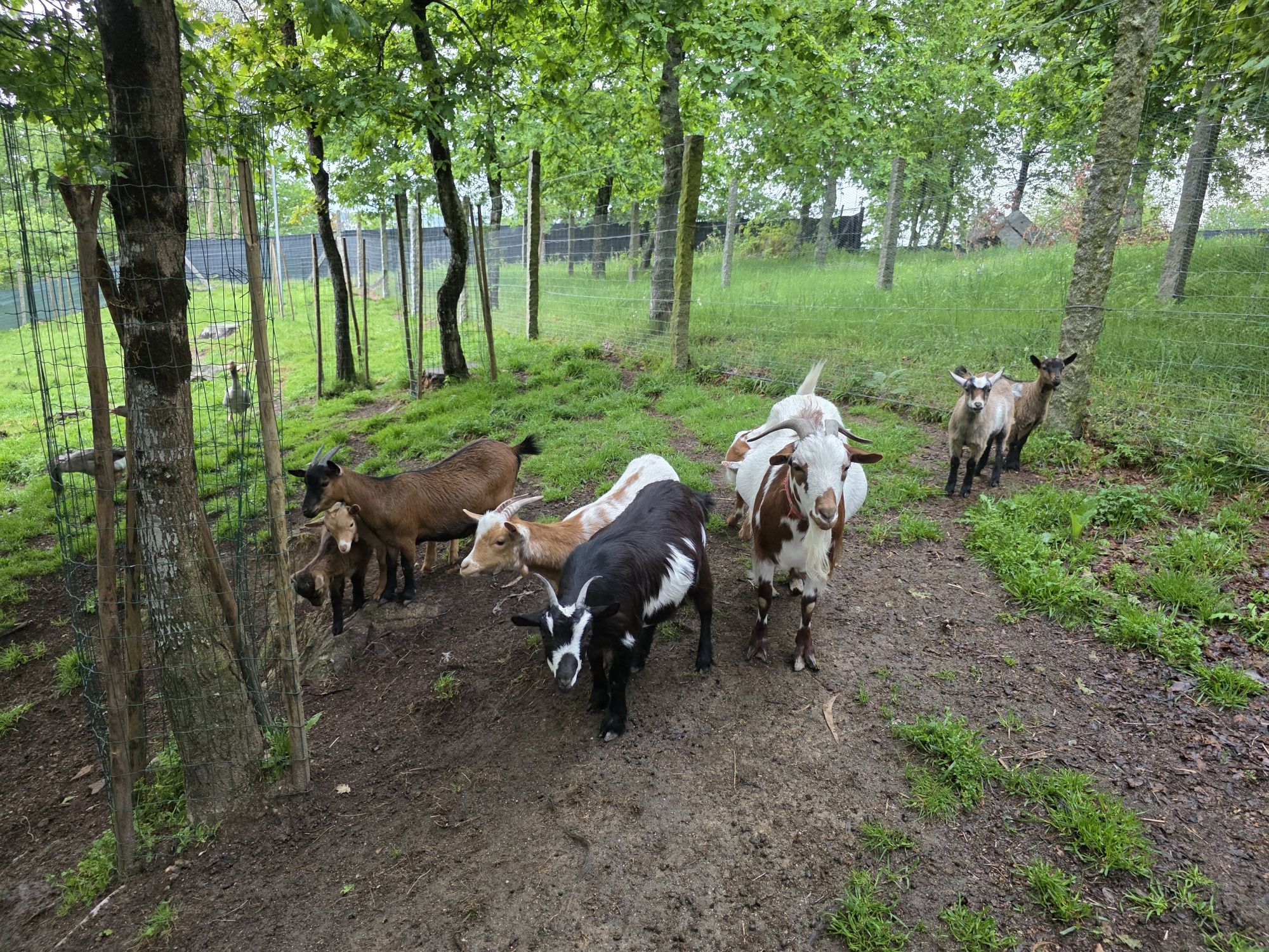 Cabras cruzadas de Anãs