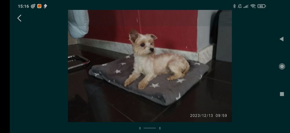 Yorkshire terrier biewer