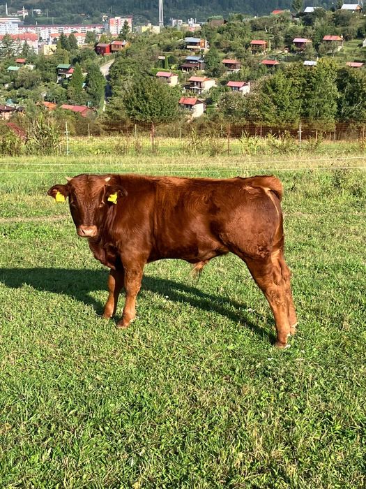 W sprzedaży byczki cielaki byki bydło