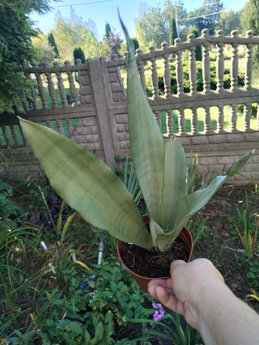 Rośliny doniczkowe różne hoja trzykrotka syngonium